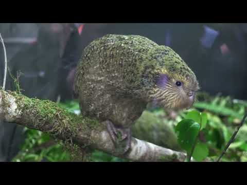 Helping to bring kākāpō back from the brink of extinction