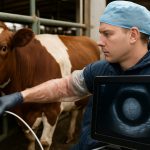 Bovino ovulatsiooni biotehnoloogia: 2025. aasta läbimurded, mis muudavad veisekasvatuse igaveseks